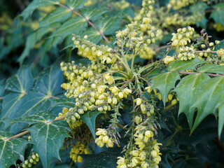 Mahonia japonica | Japanische Mahonie. Zierstrauch mit aufrecht Äste, länglich-eiförmig glänzend graugrün Blätter und gelbgrün, wenig gewölbt mit dornige Zähne, schwefelgelb gefärbt blumen in Trauben