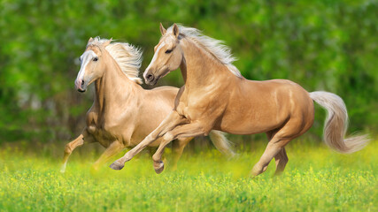 Two Palomino horse free run