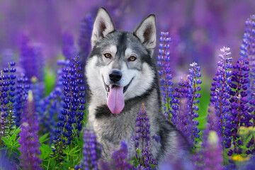 Beautiful husky portrait  in lupine flowers field © kwadrat70