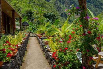 végétation île de la réunion