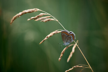 butterfly Polyommatus thersites on a 
grass stalk in a meadow	