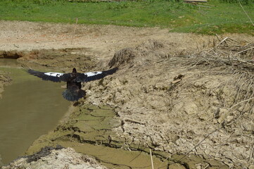 ducks swim and fly in taruko which is drying up