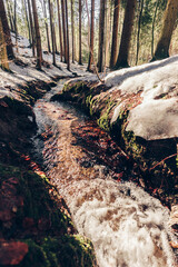 Spring or autumn forest woth a brook or creek, wet snow and sunny warm wearteher.