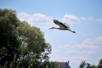 stork in flight in Ukraine