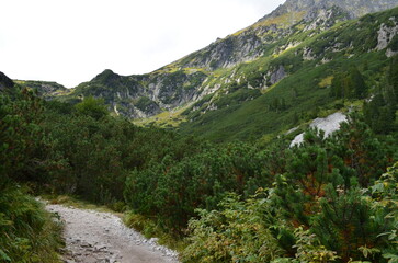 Fototapeta na wymiar Tatry, Dolina Roztoki, początkowy odcinek szlaku do Doliny Pięciu Stawów, Polska