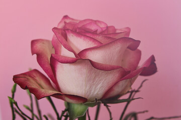 rosa rosenblüte vor rosa hintergrund