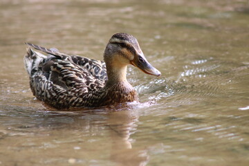 duck on water