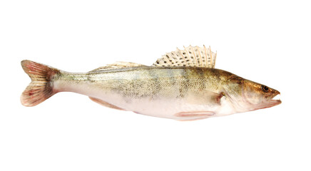 A top view of a fresh zander fish isolated on white background