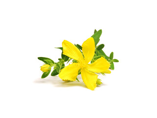 St. John's wort plant close up isolated on white background, a flower of tutsan close up isolated...
