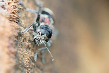Checkered beetle Cleridae Clerus mutillarius on a log or on tree-bark