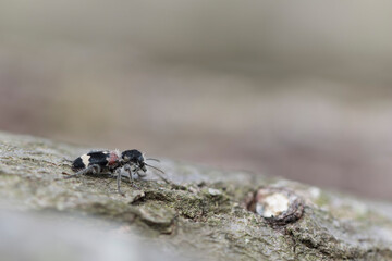 Checkered beetle Cleridae Clerus mutillarius on a log or on tree-bark