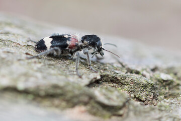 Checkered beetle Cleridae Clerus mutillarius on a log or on tree-bark