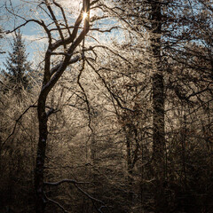 Frost im Sonnenlicht