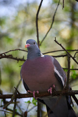big bird ringdove  sits on a branch