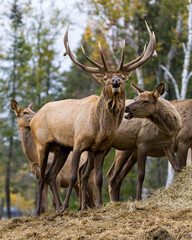 Elk Stock Photo and Image. Elk Antlers bugling guarding his herd of cows elk with a forest background in their environment and habitat surrounding.