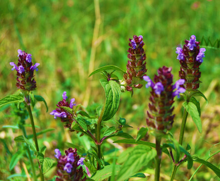 Self Heal plant flowers, Prunella vulgaris plant close up