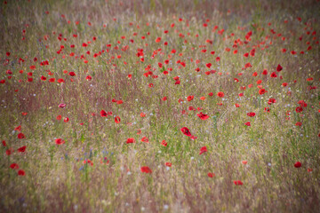 champ de coquelicots au printemps