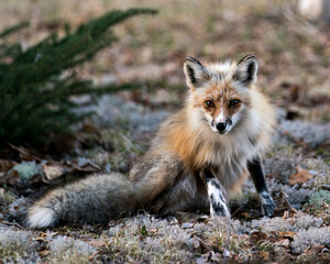 Red Fox Photo Stock. Fox Image. Close-up profile view sitting on moss in the springtime with blur background and looking at camera in its environment and habitat. Picture. Portrait.