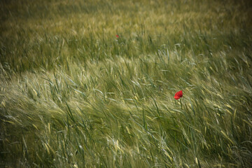 coquelicot seul dans un champ vert