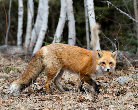 Red Fox Photo Stock. Fox Image. Close-up profile side view looking at camera in the spring season with a blur birch trees background in its environment and habitat.  Picture. Portrait.