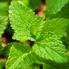 Lemon Balm plant close up, Melissa officinalis growing in the garden	