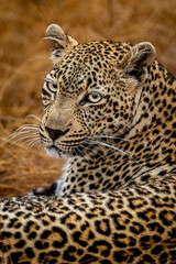 Fototapeta na wymiar Close up of a female Leopard in the Kruger.