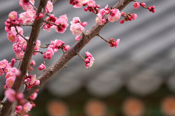 Spring flower plum,A blooming plum flower