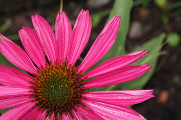 Echinacea