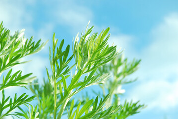Artemisia absinthium, fresh branches of wormwood plant close up in the wild - obrazy, fototapety, plakaty