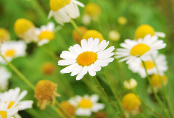 Chamomile close up, flowers of chamomile close up growing in the wild