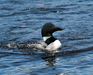 Loon Photo Stock. Loon in Wetland Image. Loon on Lake. Close-up profile view swimming in the lake in its environment and habitat.  Picture. Portrait.