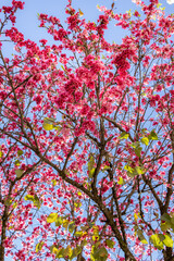 flowers, cherry tree, curitiba street nature
