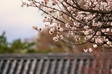 Spring flower plum,A blooming plum flower