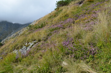 Kwitnąca macierzanka na górskim stoku, Thymus