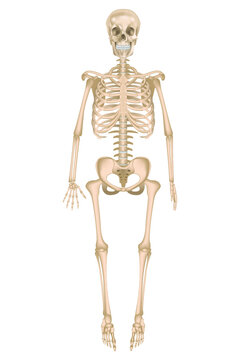 Human skeleton in full growth. Detailed anatomy. Vector illustration