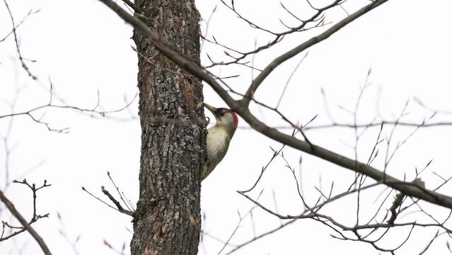 European Green Woodpecker on tree, male (Picus Viridis) - (4K)