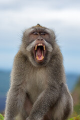 männlicher Makaken Affe zeigt Zähne
