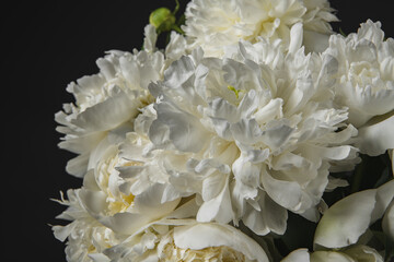 beautiful white peonies on a black background