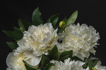 beautiful white peonies on a black background