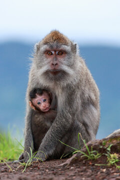 Makaken Affe Mutter mit Baby in Bali