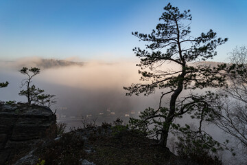 A pine tree standing on top of a sandstone rock tower above Elbe Valley (Labe river). Misty sunrise in sandstone rocks and above the biggest sandstone valley in Europe.