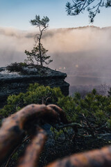 A pine tree standing on top of a sandstone rock tower above Elbe Valley (Labe river). Misty sunrise in sandstone rocks and above the biggest sandstone valley in Europe.