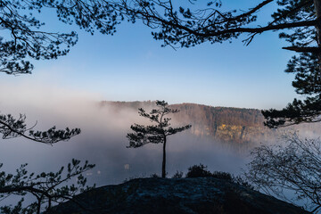 A pine tree standing on top of a sandstone rock tower above Elbe Valley (Labe river). Misty sunrise in sandstone rocks and above the biggest sandstone valley in Europe.