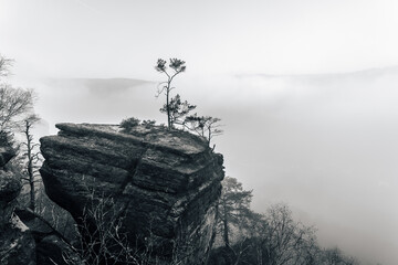 A pine tree standing on top of a sandstone rock tower above Elbe Valley (Labe river). Misty sunrise in sandstone rocks and above the biggest sandstone valley in Europe.