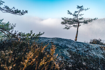 A pine tree standing on top of a sandstone rock tower above Elbe Valley (Labe river). Misty sunrise in sandstone rocks and above the biggest sandstone valley in Europe.