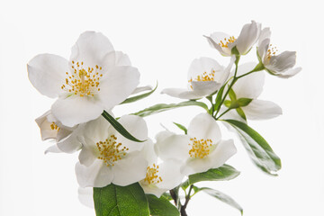 fresh jasmine on white background