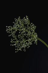 elderberry on a dark background