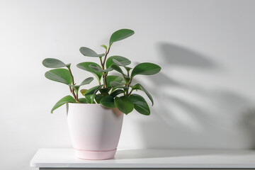 Peperomia (P. magnoliifolia) pot plant, also known as the Radiator Plant and Desert Privet Plant, with deeply wrinkled, dark green leaves, in a pink pot on the white shelf