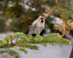 Red poll Photo and Image. Close-up profile view, perched on a coniferous branch with blur forest background in its environment and habitat surrounding. Finch Photo and Image.