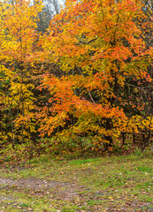 Forest in fall time